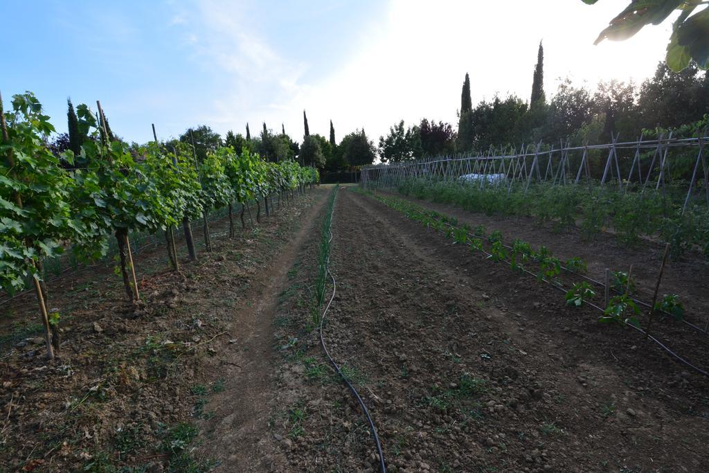 Agriturismo Dolce Verde Castiglione del Lago Buitenkant foto